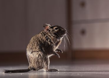 Roedores — ratos e camundongos