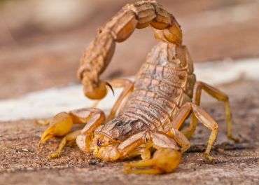 Escorpiões — Tityus serrulatus