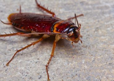 Baratas — Blattodea