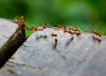 Formigas urbanas