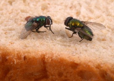Moscas — Diptera