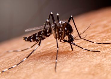 Mosquitos — Aedes aegypti