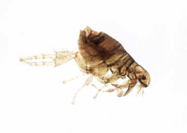 Pulgas — Siphonaptera