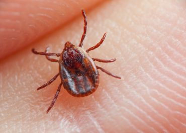 Carrapatos — Ixodidae