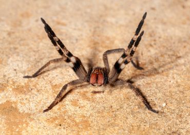 Aranhas peçonhentas