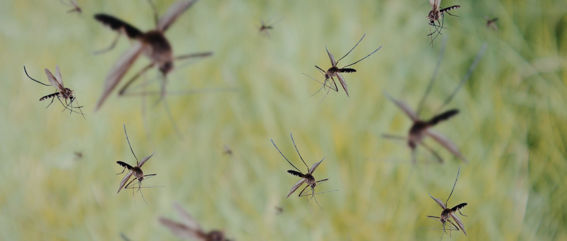 Controle sustentável de mosquitos